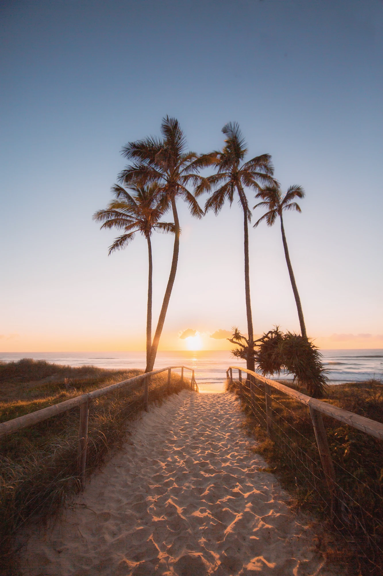 A path between tall palms leads to the sea beneath a pink sunrise.