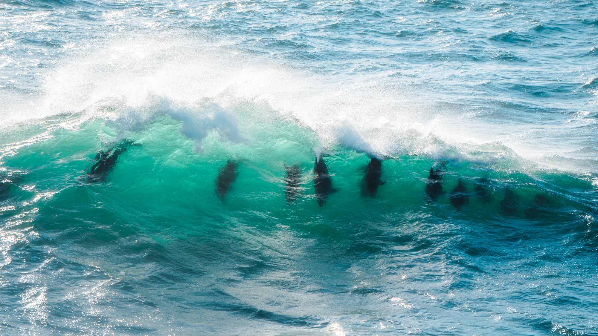 Dolphin silhouettes appear inside a translucent green breaking wave.