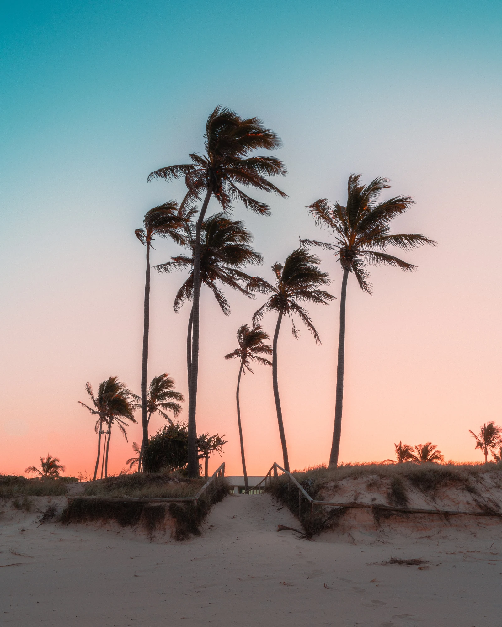 Tall palm silhouettes frame a pastel evening sky above a sandy beach.