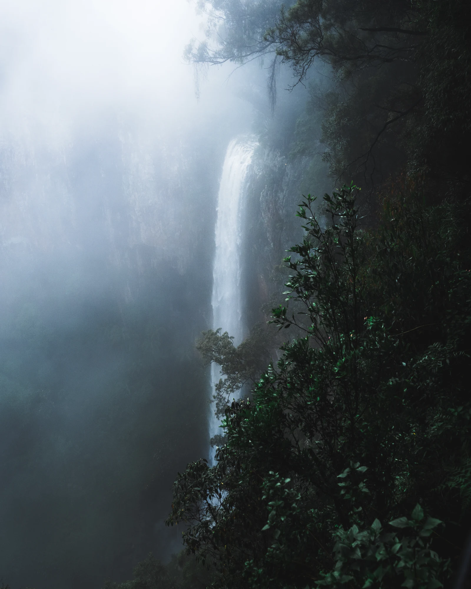 A slender waterfall emerges through pale forest mist beside dark leaves.