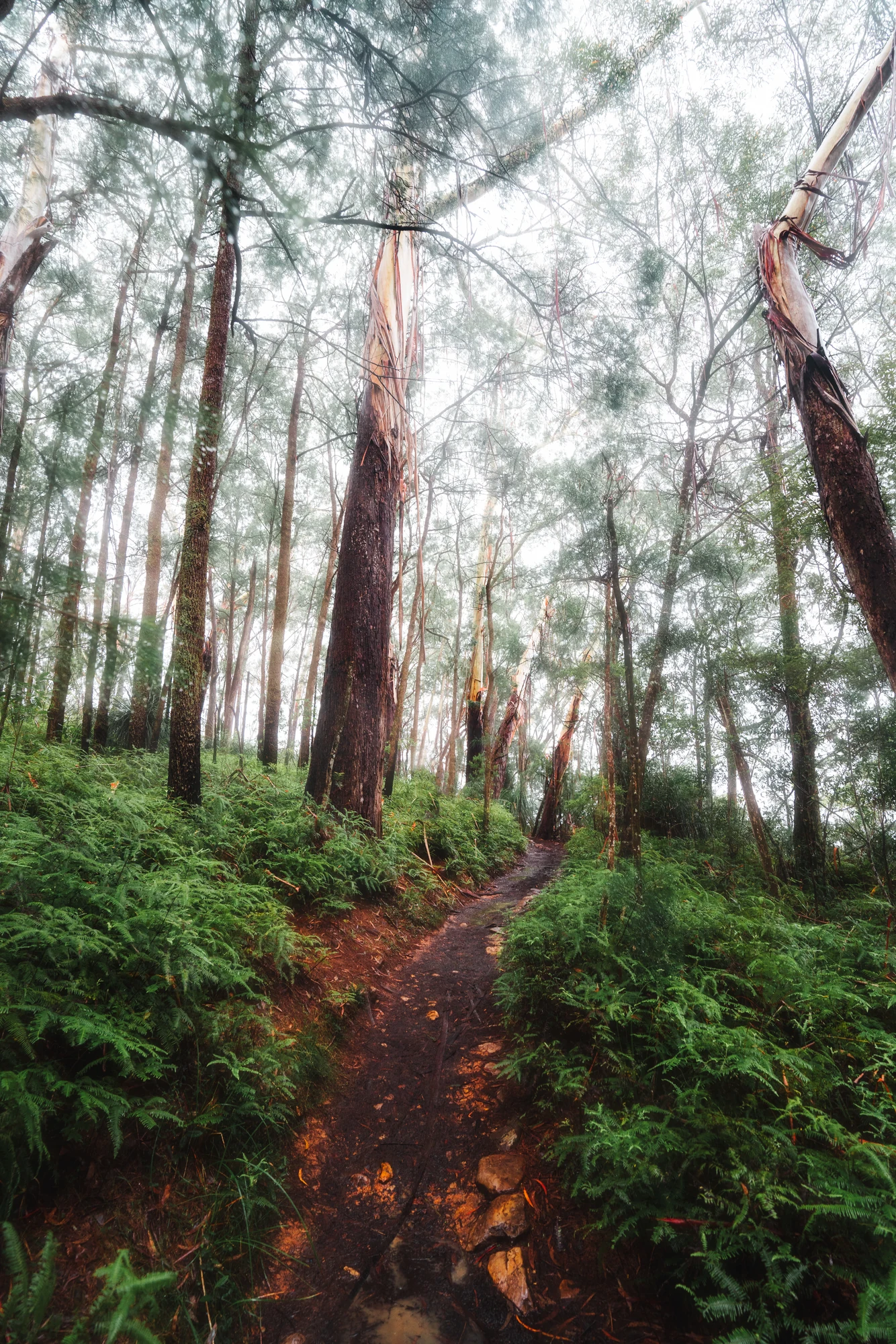 A red earth path winds among tall pale tree trunks and green ferns.