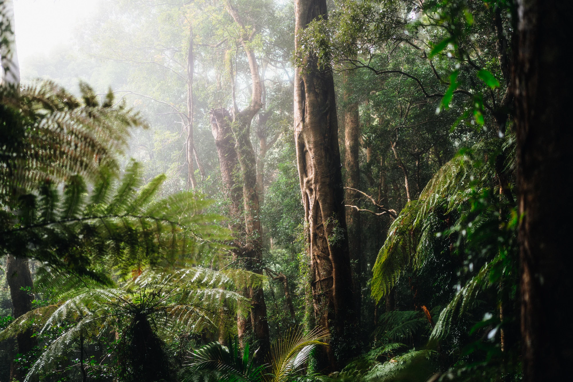 Sunbeams pass through forest mist above ferns and a smooth tree trunk.