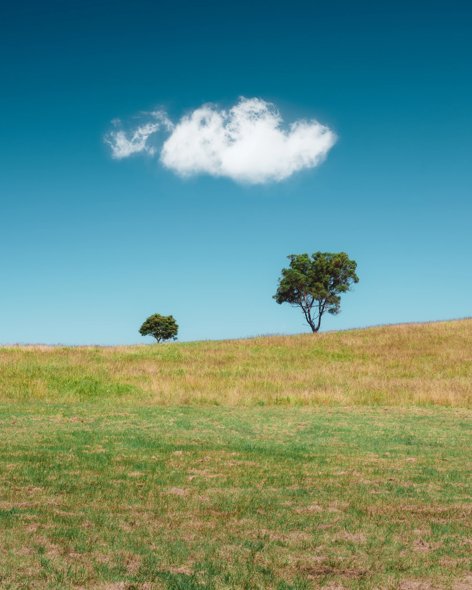 Two green trees stand in an open grassy field beneath a white cloud and blue sky.