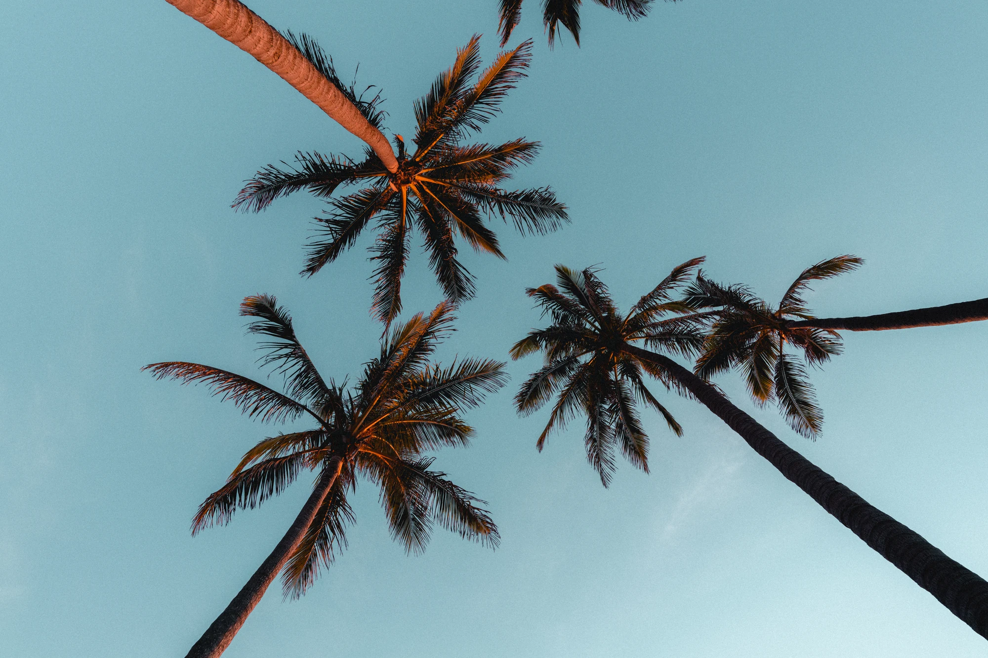 Warm palm trunks radiate toward fronds against a blue-green sky.