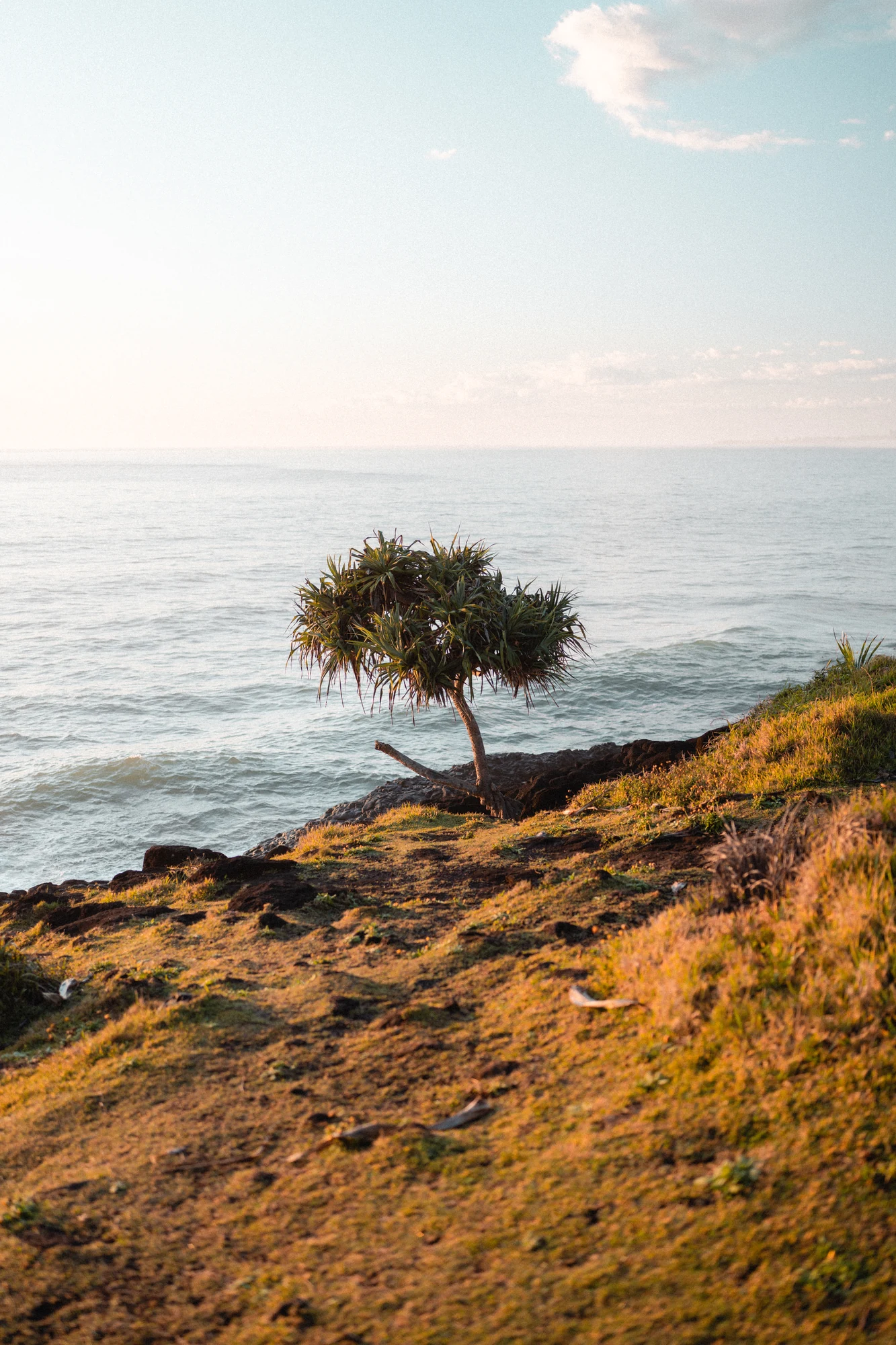 A lone pandanus tree stands on a sunlit grassy headland above the sea.