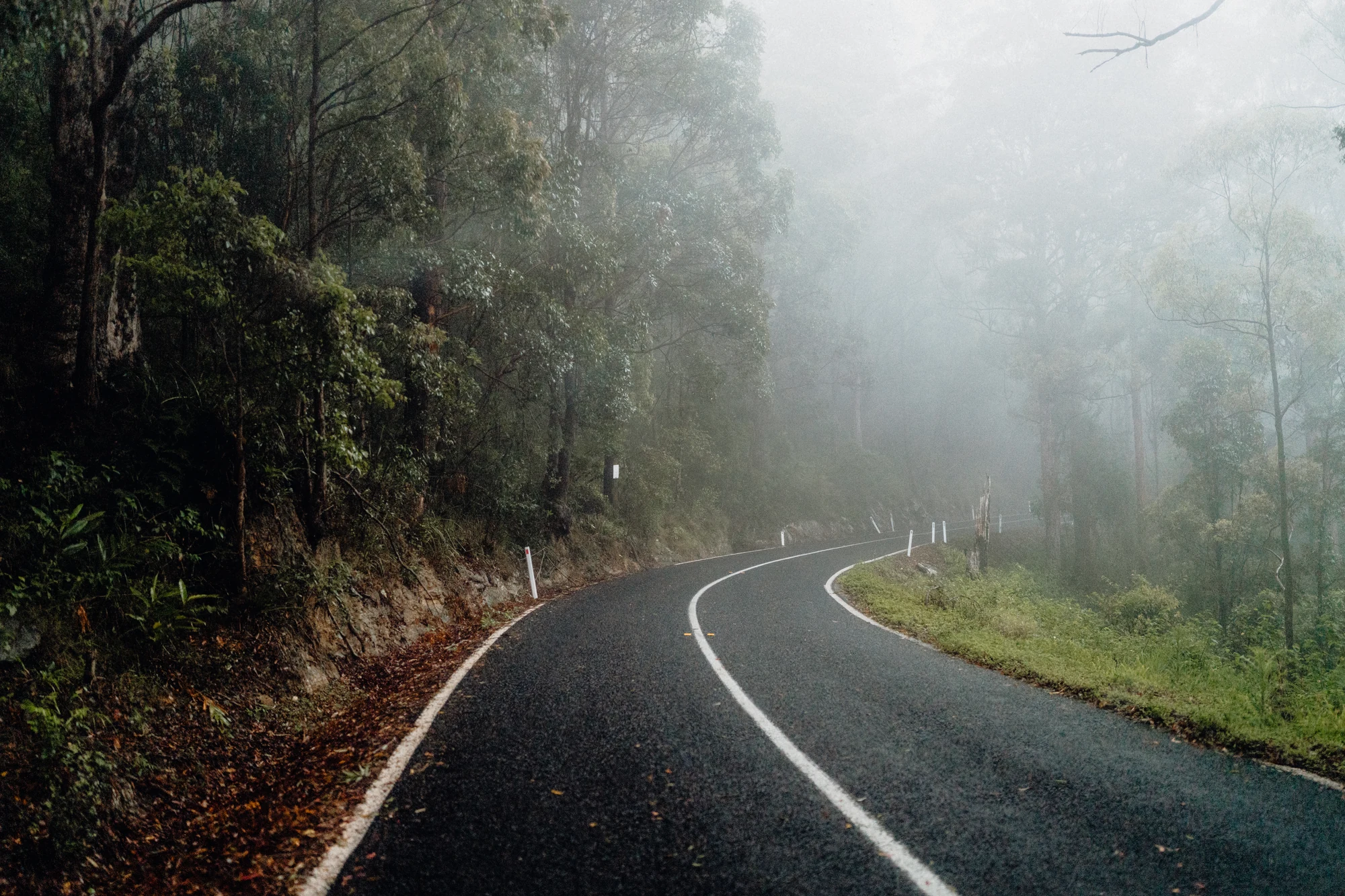 A winding road disappears into thick mist between rainforest trees.