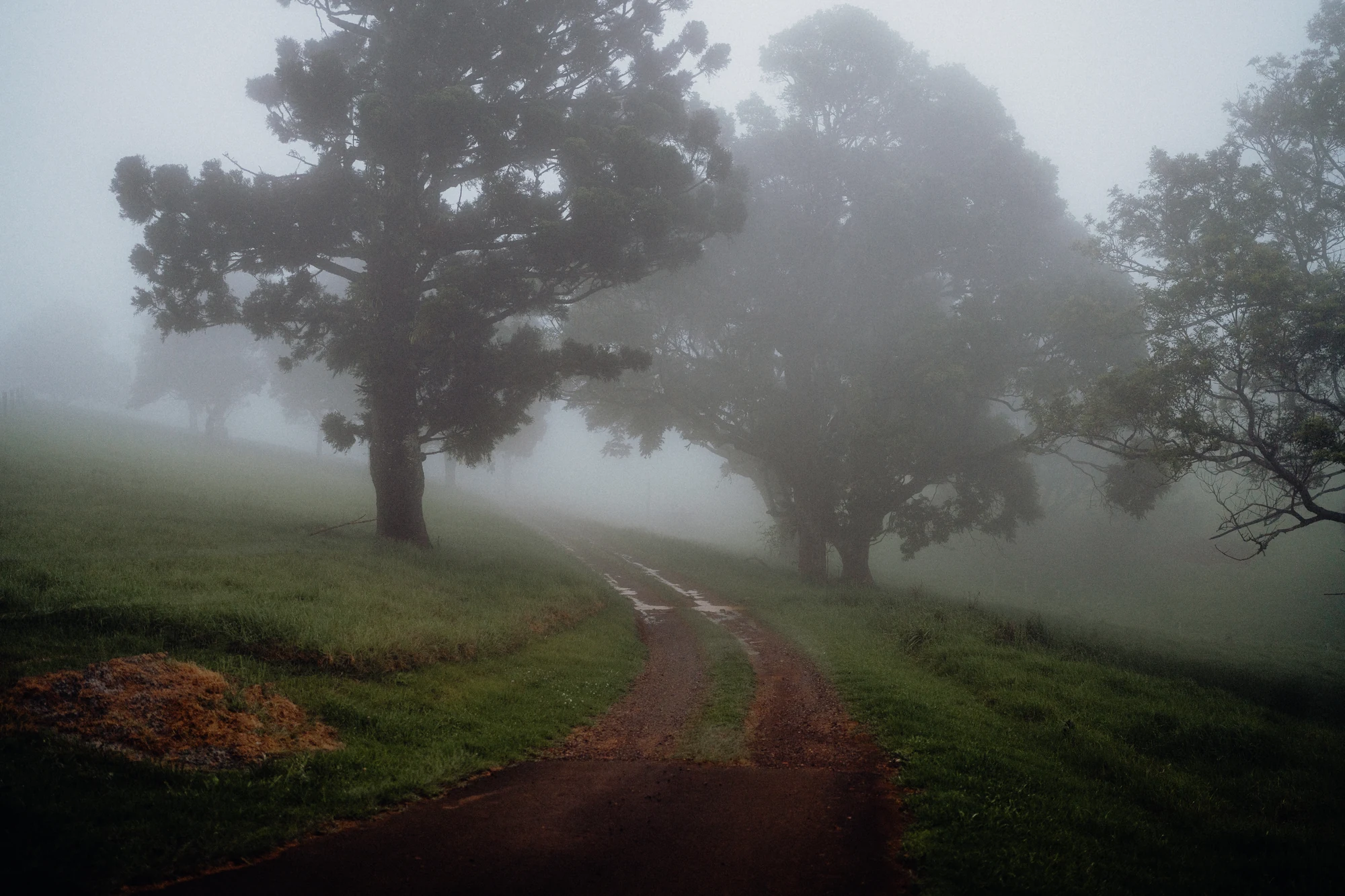 A narrow track curves between dark trees into a fog-covered clearing.