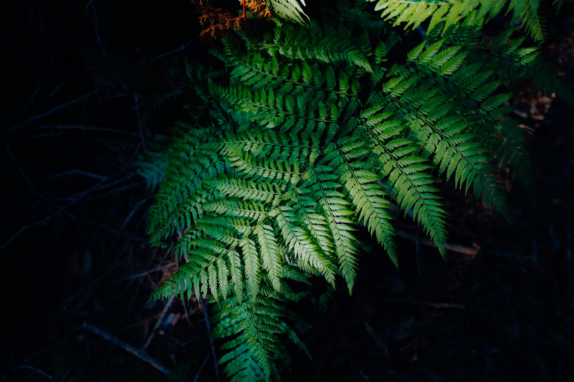 Green fern fronds spread diagonally across a dark background.