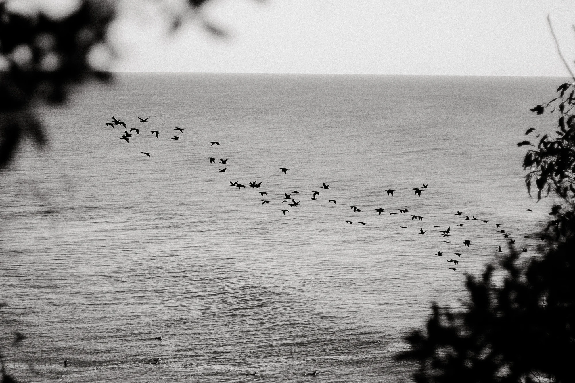 A flock of birds sweeps diagonally across a monochrome sea framed by dark leaves.