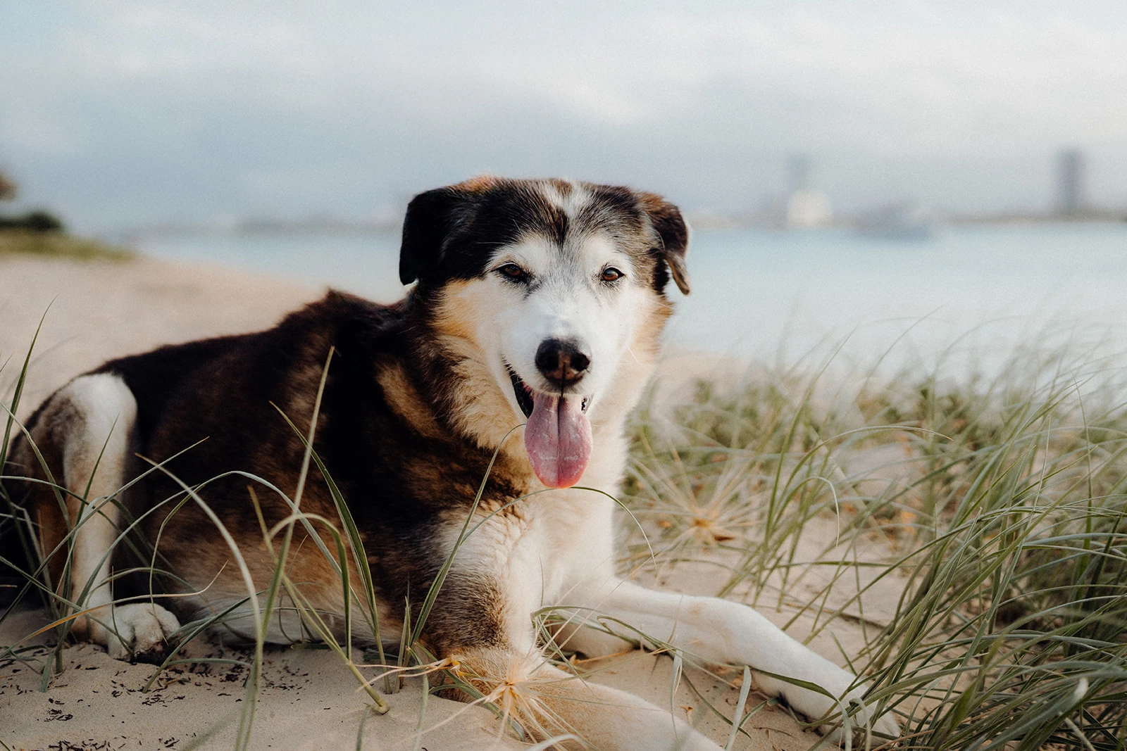 A dog rests in beach grass with the city skyline across the water.